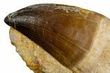 Rooted Mosasaur (Thalassotitan) Tooth in Rock - Morocco #345194-1